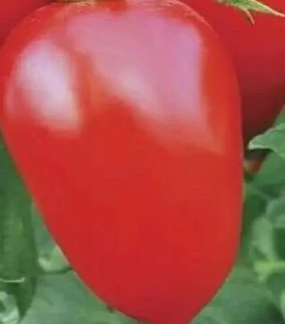 Насіння томату Адель F1, п.о. 1 тис. насінин (United Genetiks)