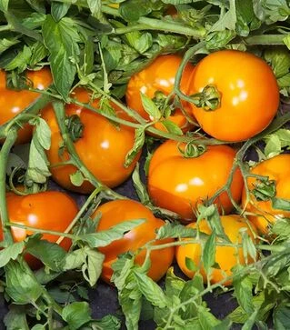 Семена томата Айсан F1, п.е. 500 семян (Kitano Seeds)