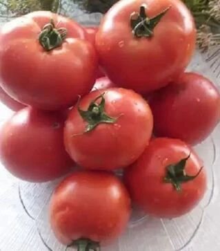 Семена томата Арнольд F1 (INX 1577), п.е. 1 тыс. семян (Innova Seeds)