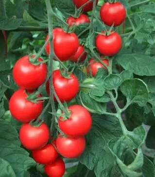 Насіння томату Бейбино F1, п.о. 500 насінин (Semo)