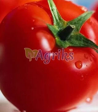 Семена томата Белла Роса F1, п.е. 1 тыс. семян (Sakata)