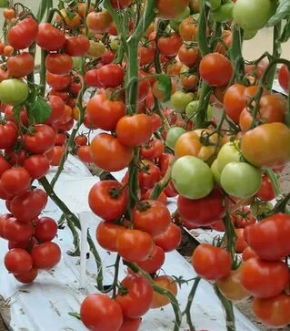 Насіння томату Белле F1, п.о. 500 насінин (Enza Zaden)