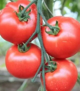 Насіння томату Беллфорт F1, п.о. 250 насінин (Vitalis)