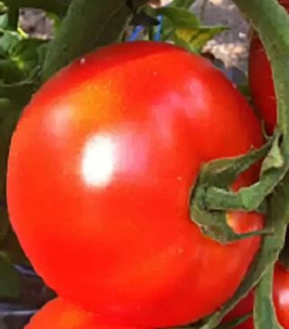 Насіння томату Белфорт F1, п.о. 500 насінин (Enza Zaden)