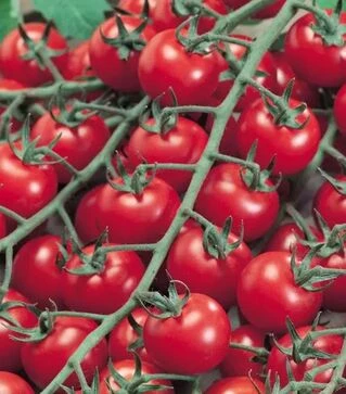 Насіння томату Биби F1, п.о. 500 насінин (Semo)