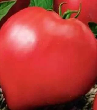 Насіння томату Бичаче серце, 500 г (Коуел)