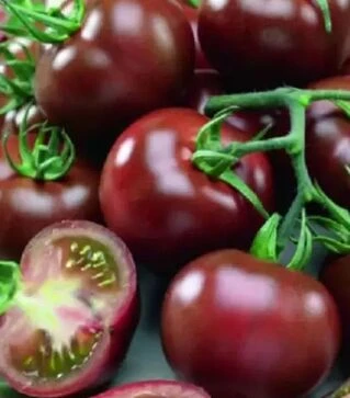 Насіння томату Брунито F1, п.о. 100 насінин (Semo)