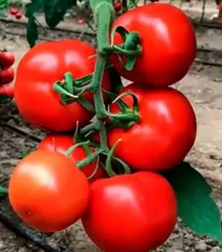 Семена томата Булз F1, п.е. 500 семян (Yuksel Tohum)