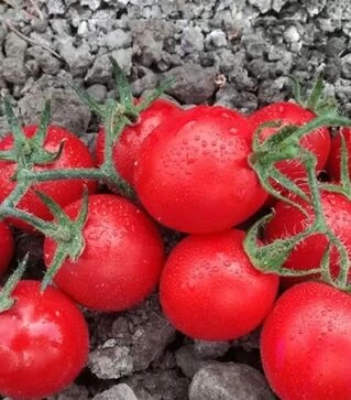 Семена томата Воларе F1, п.е. 1 тыс. семян (Hazera)