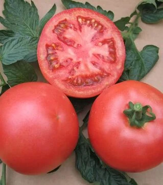 Насіння томату ВП-1 F1, п.о. 1 тис. насінин (Hazera)