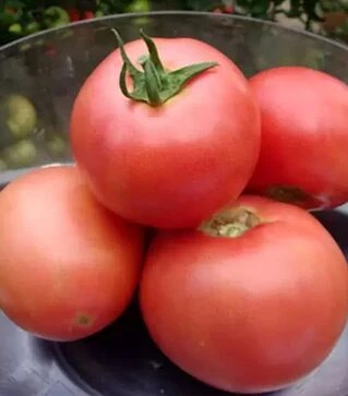 Семена томата ОП-2 F1, п.е. 1 тыс. семян (Hazera)