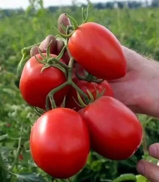 Семена томата Галилея F1, п.е. 25 тыс. семян (Hazera)