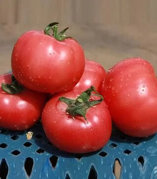 Семена томата Грифон F1, п.е. 500 семян (Nunhems)