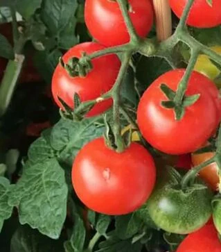 Семена томата Дэвис, 500 г (Коуел)