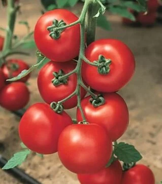 Насіння томату Джаделло F1, п.о. 500 насінин (Hazera)