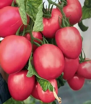 Семена томата Джангси F1, п.е. 500 семян (Hazera)