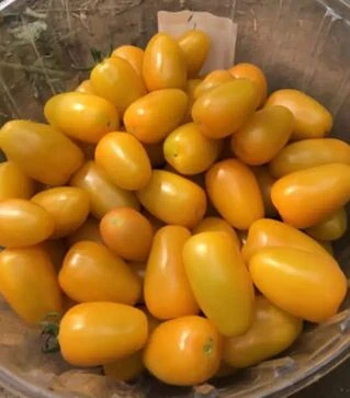 Насіння томату Еллоу Бидс F1, п.о. 250 насінин (Spark Seeds)