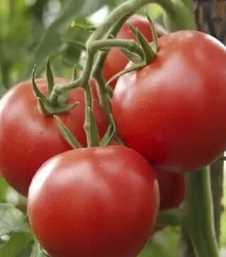 Насіння томату Зодіак F1, п.о. 250 насінин (NongWoo Bio)