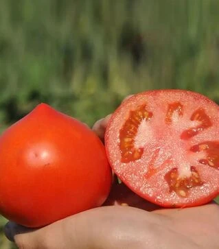 Насіння томату Каста F1, п.о. 1 тис. насінин (Clause)