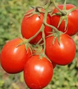 Насіння томату Керо F1, п.о. 500 насінин (Esasem)