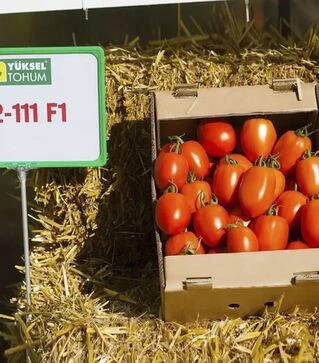 Семена томата Колеос F1, п.е. 500 семян (Yuksel Tohum)