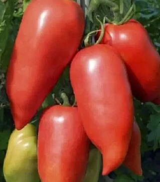 Семена томата Корнабел F1, п.е. 1 тыс. семян (Hazera)