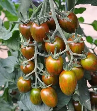 Насіння томату Кріспіна Плюм F1, п.о. 1 тис. насінин (Esasem)