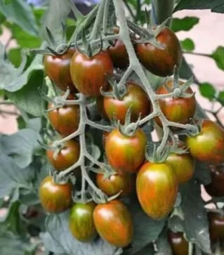 Насіння томату Кріспіна Плюм F1, п.о. 500 насінин (Esasem)