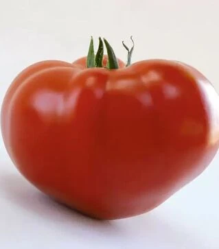 Семена томата КС 204 F1, п.е. 500 семян (Kitano Seeds)