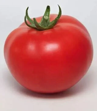 Семена томата КС 21 F1, п.е. 500 семян (Kitano Seeds)