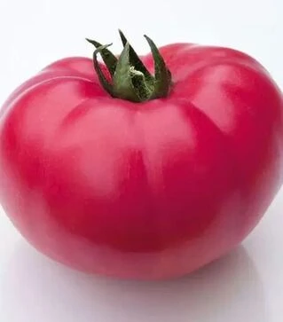 Семена томата КС 3811 F1, п.е. 500 семян (Kitano Seeds)