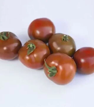 Семена томата КС 3900 F1, п.е. 500 семян (Kitano Seeds)