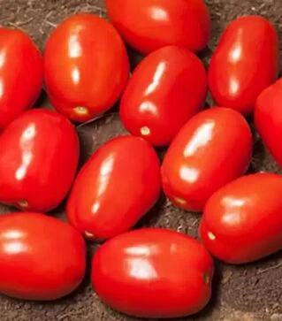 Семена томата КС 720 F1, п.е. 5 тыс. семян (Kitano Seeds)