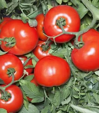 Семена томата КС 835 F1, п.е. 1 тыс. семян (Kitano Seeds)