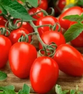 Семена томата Ксико F1, п.е. 10 тыс. семян (NongWoo Bio)