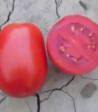 Семена томата Леонероссо F1, п.е. 1 тыс. семян (Cora Seeds)