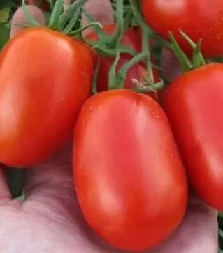 Семена томата Литтано F1, п.е. 5 тыс. семян (Clause)