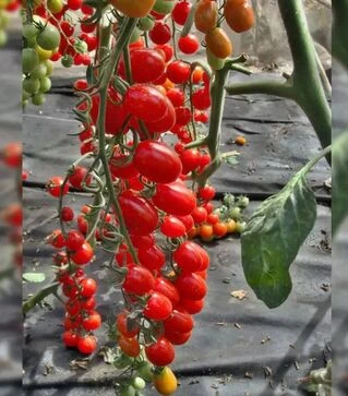 Семена томата Мандат F1, п.е. 500 семян (Moravoseed)