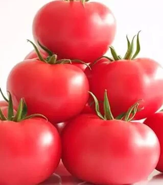 Семена томата Манистела F1, п.е. 500 семян (Hazera)