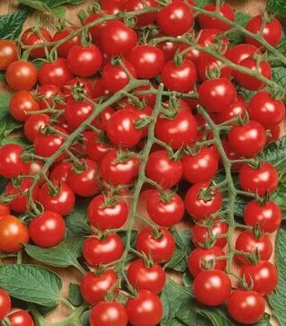 Семена томата Мини F1, п.е. 1 тыс. семян (Semo)