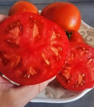 Насіння томату Монк F1 (INX 3025), п.о. 1 тис. насінин (Innova Seeds)