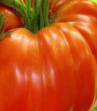 Семена томата Монталбан F1, п.е. 1 тыс. семян (United Genetiks)