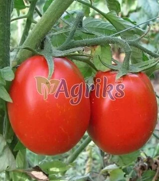 Семена томата Н6416 F1, п.е. 25 тыс. семян (Nunhems)