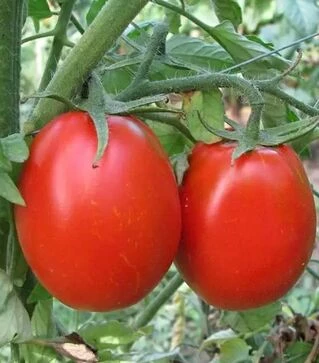 Семена томата Н6416 F1, п.е. 5 тыс. семян (Nunhems)