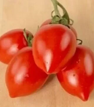 Насіння томату Олівія F1, п.о. 1 тис. насінин (United Genetiks)