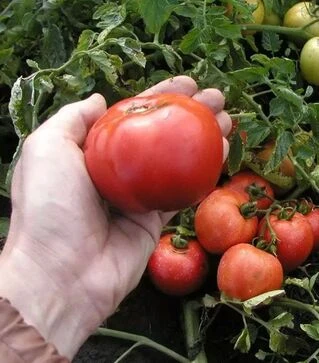 Семена томата Павлина, 300 г (Semo)