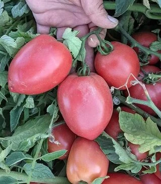 Семена томата Пинк Кросс F1, п.е. 1 тыс. семян (Libra Seeds)