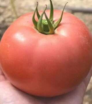 Семена томата Пилигрим F1, п.е. 250 семян (Solare Sementi)