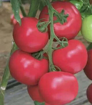 Семена томата Пинк Импрешен F1, п.е. 250 семян (Sakata)