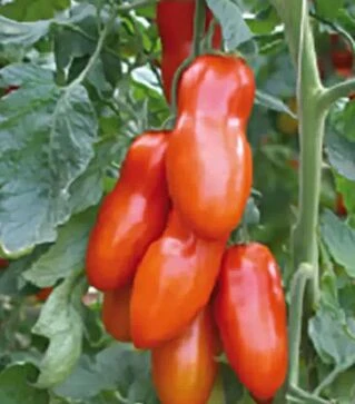 Семена томата Позано F1, п.е. 500 семян (Enza Zaden)